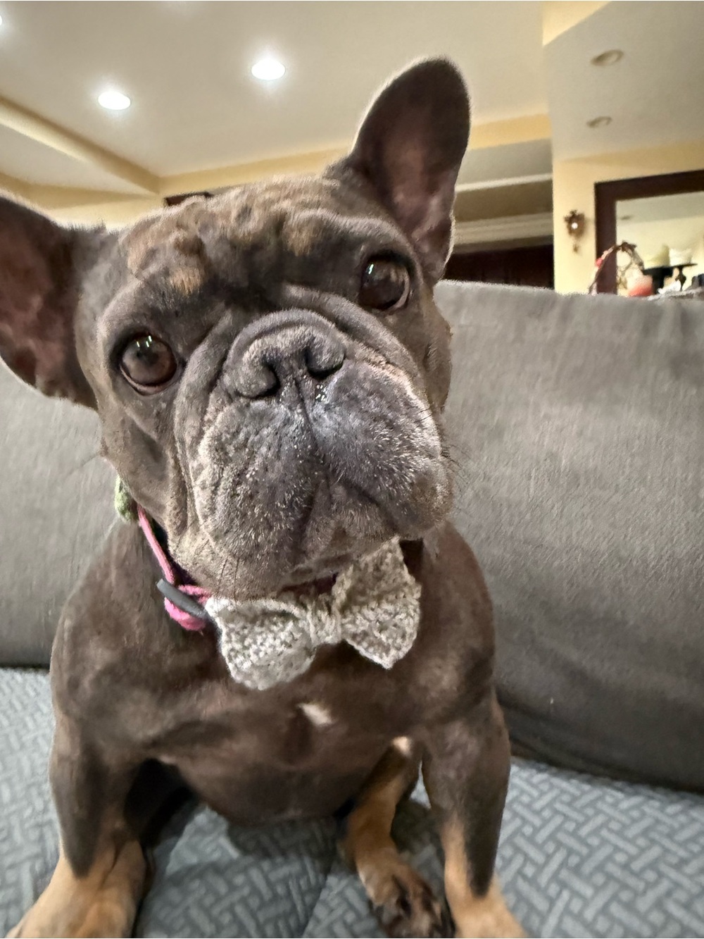 Brand New Hand Crochet Dog/Cat Bow Tie Embellishment For Collar; M size/ gray